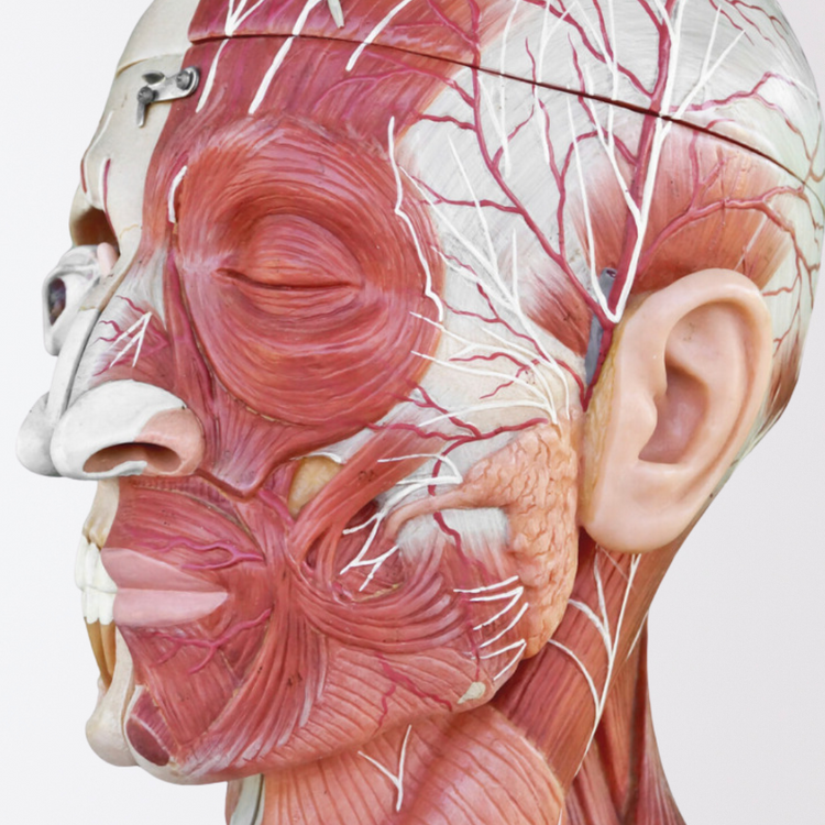 Anatomy & Physiology