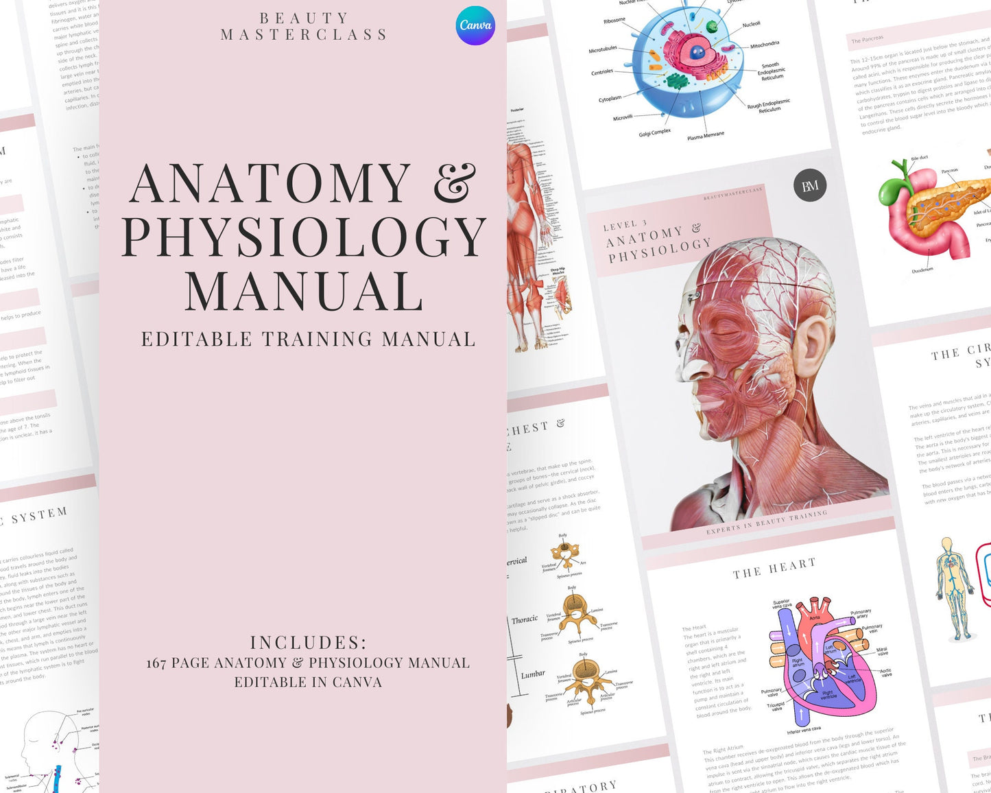Anatomy and Physiology Level 3 Editable Training Manual